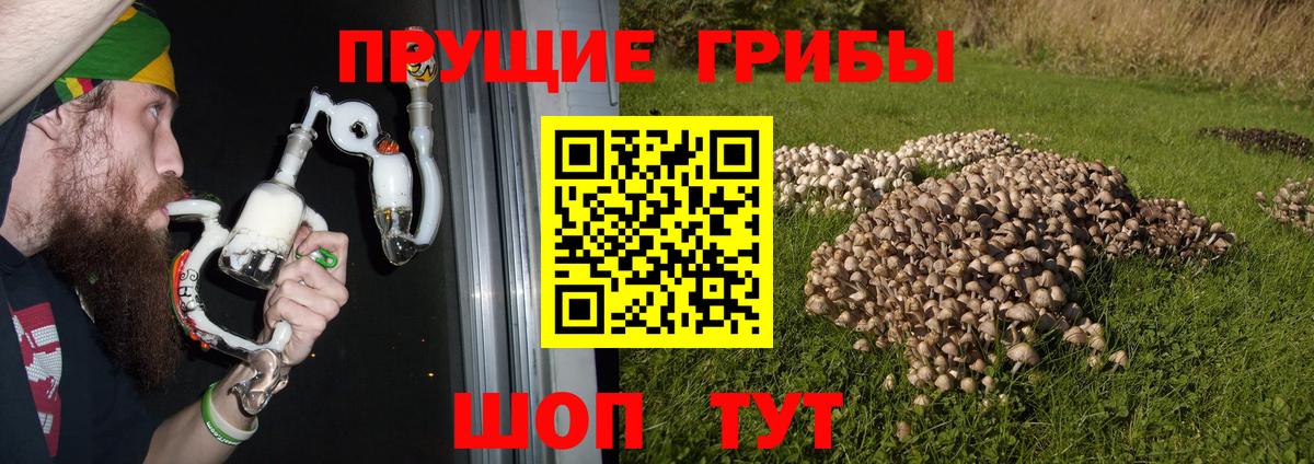 Галлюциногенные грибы Cubensis Губаха